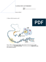 Dna Extraction Lab Worksheet