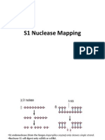 S1 Nuclease Mapping