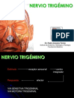 Trigemino Trigeminal Nerve