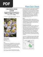 Crooked-Stem Aster: Symphyotrichum Prenanthoides (Muhl. Ex Willd.) G.L. Nesom - Plant Fact Sheet - Plant Materials Center, Beltsville, MD