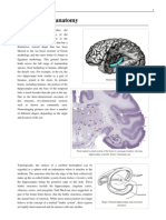 Hippocampus Anatomy