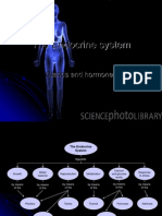 Endocrine System