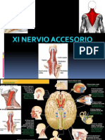 Onceavo Xi para Craneal Nervio Accesorio