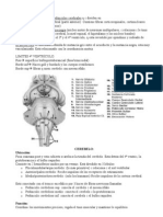 Resumen Neuroanato