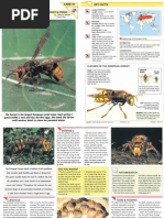 Wildlife Fact File - Insects & Spiders - Pgs. 41-50