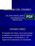 Anatomia Del Craneo1