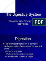 The Digestive System: Prepares Food For Use by All Body Cells