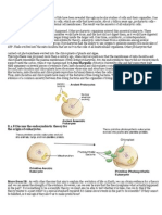 Endosymbiotic Theory Handout