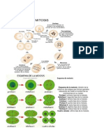 Mitosis TBM Meiosis