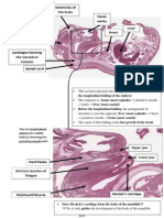 Oral Histo Midterm Review PDF