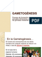 2 Gametogenesis