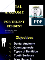 Basic Science Anatomy of The Tooth