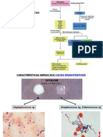 Staphylococcus e Streptococcus