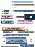 Bases Neurofisiológicas de La Conducta