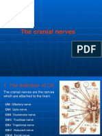 Cranial Nerve 1st