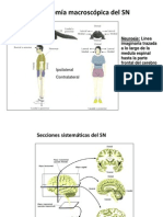 Características Del S.N.C.