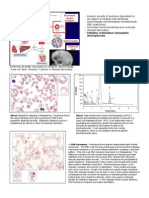 Hematologic Pathology p48-64