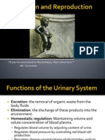 Urinary System Powerpoint Lecture