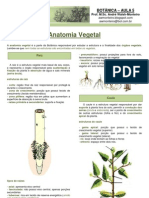 Apostila de Botânica - Aula 5, Anatomia Vegetal para PV