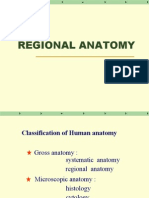 Lower Limb Regional