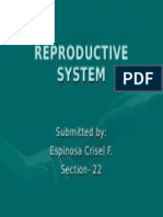 Reproductive System