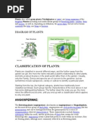 Diagram of Plants