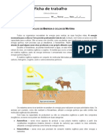 Ficha e Trabalho Cadeias e Teias Alimentares