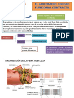 Estructura Muscular