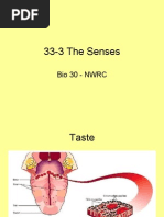 33-3 The Senses