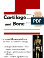 Cartilage and Bone