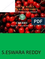 Acharya N.G. Ranga Agricultural University: Cherry