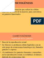 Gametogénesis