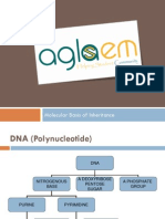 Molecular Basis of Inheritance, Class 12, Cbse Notes