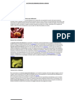 Desarrollo Semana A Semana de Un Embrion o Feto