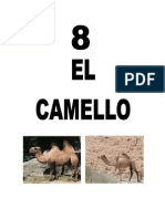 Leccion 8 CAMELLO