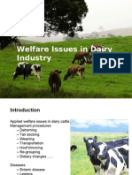 Dairy Cow Welfare