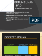 Fase Pertumbuhan Padi