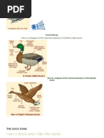 Duck Anatomy