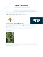 Plantas Desintoxicantes