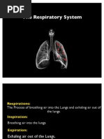 The Respiratory System