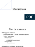 TP Champignons F