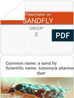 Sand Fly