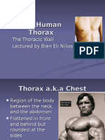 The Human Thorax