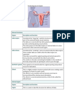 Reproductive System