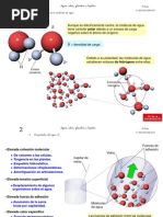 TEMAS 2, 3, 4 - Agua, Sales Minerales, Glucidos y Lipidos