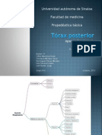 Torax Posterior. Aparato Respiratorio.