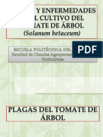 Plagas y Enfermedades Del TOMATE de ARBOL