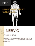 Nervios Motores y Sensitivos