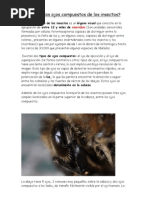 Como Son Los Ojos Compuestos de Los Insectos