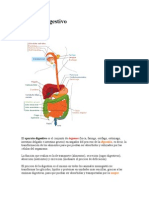 Aparato Digestivo